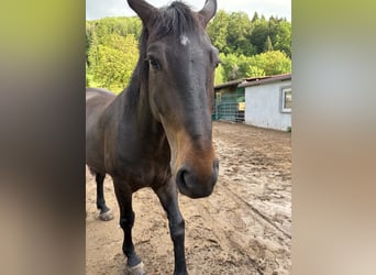 Alt-Wurtemberger, Caballo castrado, 5 años, 165 cm, Castaño