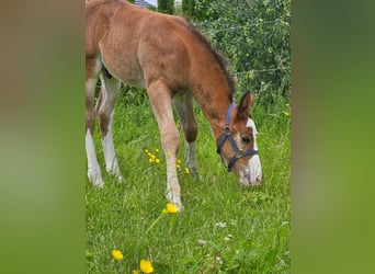 Alt-Wurtemberger, Semental, 1 año, 162 cm, Castaño