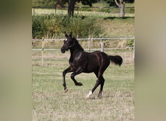 Alt-Wurtemberger, Semental, Potro (05/2026), 160 cm, Castaño oscuro