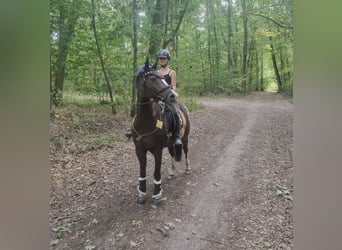 Altèr Real Mix, Gelding, 17 years, 14.1 hh, Bay-Dark