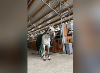 Altèr Real, Gelding, 8 years, 16 hh, Gray
