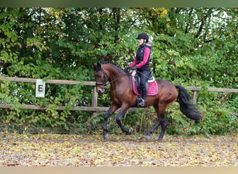 Alter real, Hengst, 6 Jaar, 160 cm, Bruin