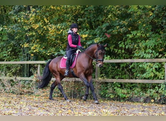 Alter real, Hengst, 6 Jaar, 160 cm, Bruin