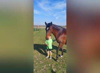 Altèr Real Mix, Mare, 12 years, 15,1 hh, Smoky-Black