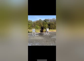 Alter real Mix, Ruin, 20 Jaar, 148 cm, Vos