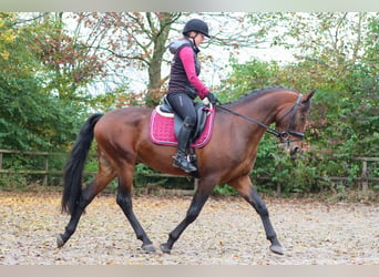 Altèr Real, Stallion, 6 years, 15,2 hh, Brown