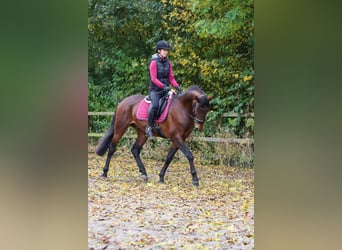 Altèr Real, Stallion, 6 years, 15,2 hh, Brown