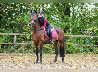 Altèr Real, Stallion, 6 years, 15,2 hh, Brown