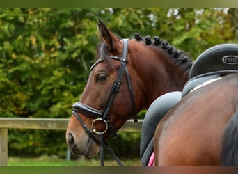 Altèr Real, Stallion, 6 years, 15,2 hh, Brown