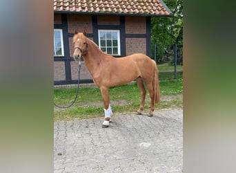 Alter Real, Wallach, 5 Jahre, 146 cm, Fuchs