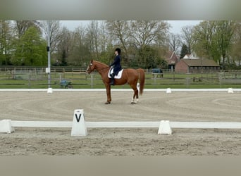 Altmaerkisches Draft Horse, Gelding, 13 years, 16.1 hh, Brown-Light