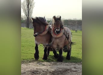 Altmaerkisches Draft Horse, Mare, 10 years, 16,1 hh, Brown Falb mold