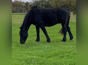 Altmärkisches Kaltblut Mix, Wallach, 15 Jahre, 179 cm, Schwarzbrauner
