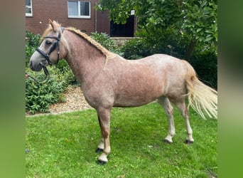Altre razze, Castrone, 10 Anni, 125 cm, Grigio trotinato