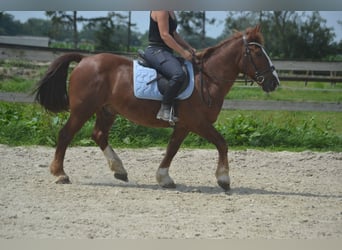 Altre razze, Castrone, 10 Anni, 142 cm, Sauro scuro