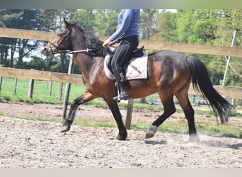 Altre razze, Castrone, 10 Anni, 148 cm, Baio scuro