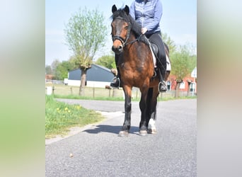Altre razze, Castrone, 10 Anni, 148 cm, Baio scuro