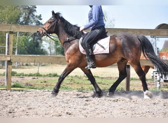 Altre razze, Castrone, 10 Anni, 148 cm, Baio scuro