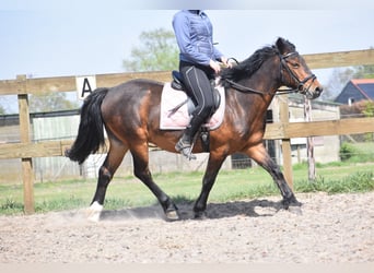 Altre razze, Castrone, 10 Anni, 148 cm, Baio scuro