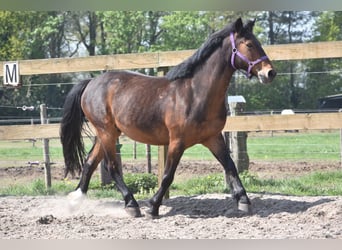 Altre razze, Castrone, 10 Anni, 148 cm, Baio scuro
