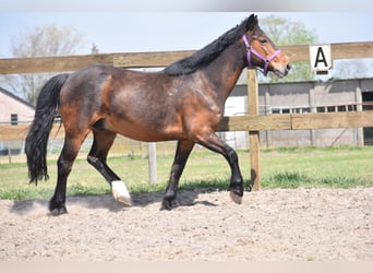 Altre razze, Castrone, 10 Anni, 148 cm, Baio scuro