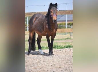 Altre razze, Castrone, 10 Anni, 148 cm, Baio scuro