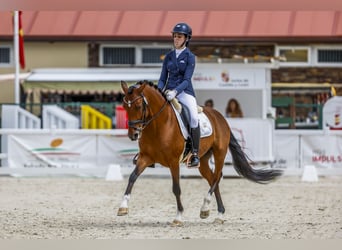 Altre razze Mix, Castrone, 10 Anni, 149 cm, Baio ciliegia