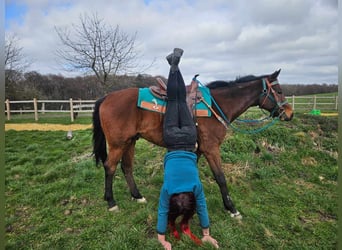 Altre razze, Castrone, 10 Anni, 155 cm