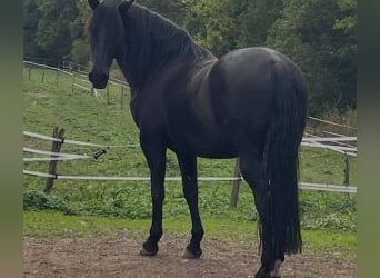 Altre razze Mix, Castrone, 10 Anni, 160 cm, Morello