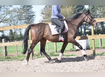 Altre razze, Castrone, 10 Anni, 168 cm, Baio scuro