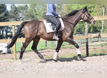 Altre razze, Castrone, 10 Anni, 168 cm, Baio scuro