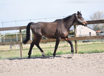 Altre razze, Castrone, 10 Anni, 168 cm, Baio scuro