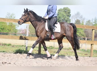 Altre razze, Castrone, 10 Anni, 168 cm, Baio scuro