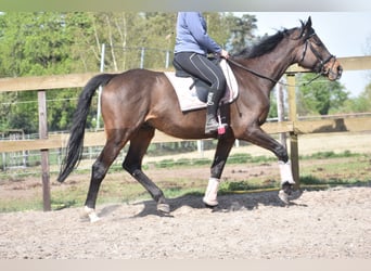 Altre razze, Castrone, 10 Anni, 168 cm, Baio scuro
