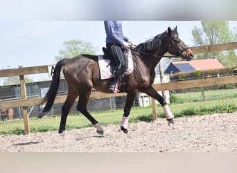 Altre razze, Castrone, 10 Anni, 168 cm, Baio scuro