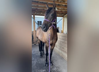 Altre razze Mix, Castrone, 10 Anni, Baio scuro