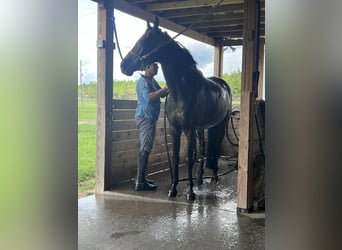 Altre razze Mix, Castrone, 10 Anni, Baio scuro
