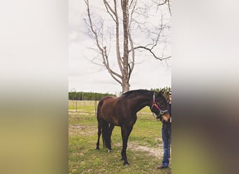 Altre razze Mix, Castrone, 10 Anni, Baio scuro