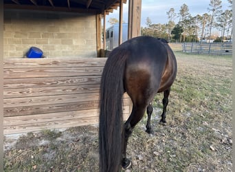 Altre razze Mix, Castrone, 10 Anni, Baio scuro