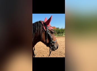 Altre razze, Castrone, 11 Anni, 158 cm, Baio