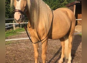 Altre razze Mix, Castrone, 11 Anni, 158 cm, Overo-tutti i colori