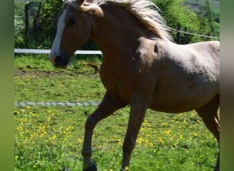 Altre razze Mix, Castrone, 11 Anni, 158 cm, Overo-tutti i colori