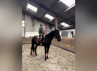 Altre razze, Castrone, 11 Anni, 161 cm, Baio scuro