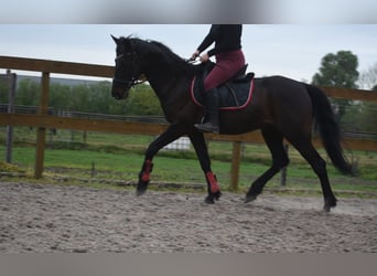 Altre razze, Castrone, 11 Anni, 161 cm, Baio scuro