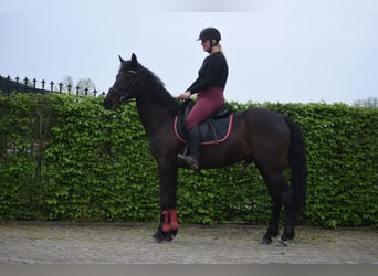 Altre razze, Castrone, 11 Anni, 161 cm, Baio scuro