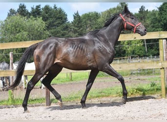 Altre razze, Castrone, 11 Anni, 162 cm, Baio scuro