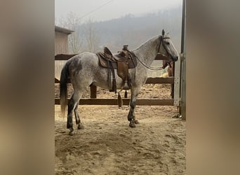 Altre razze Mix, Castrone, 11 Anni, 165 cm, Grigio trotinato
