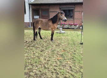 Altre razze, Castrone, 12 Anni, 115 cm, Falbo