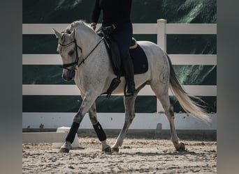 Altre razze, Castrone, 12 Anni, 158 cm, Grigio