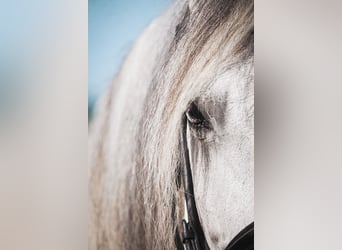 Altre razze, Castrone, 12 Anni, 158 cm, Grigio